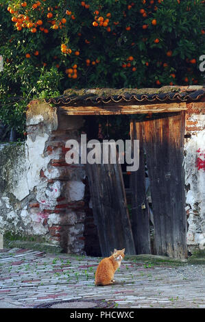 Streunende Katze sitzt vor der alten Tür und Orange Tree in Selcuk, Türkei Stockfoto