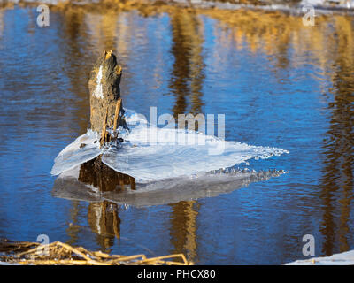 Das Eis auf dem Wasser im frühen Frühling, das Eis auf der Pfütze, das Gras unter dem Eis Stockfoto