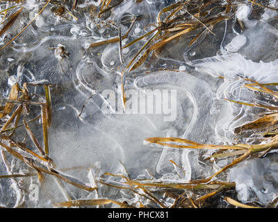 Das Eis auf dem Wasser im frühen Frühling, das Eis auf der Pfütze, das Gras unter dem Eis Stockfoto