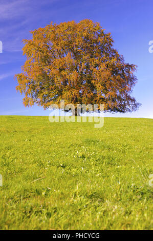 große alte Buche im Herbst Stockfoto