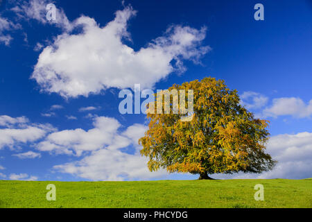 große alte Buche im Herbst Stockfoto