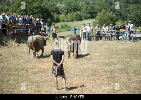 Stierkampf in Bosnien Stockfoto