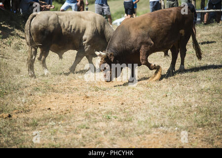 Stierkampf in Bosnien Stockfoto