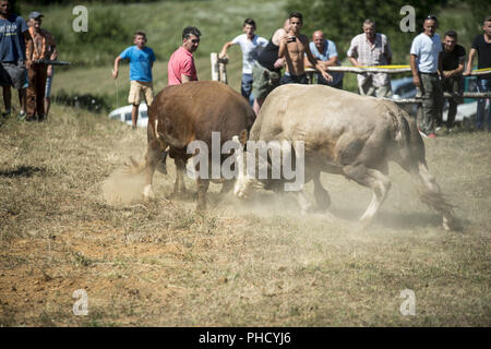 Stierkampf in Bosnien Stockfoto