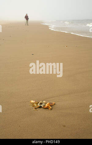 Krabbe Shell auf der Baker Beach, siuslaw National Forest, Oregon Stockfoto