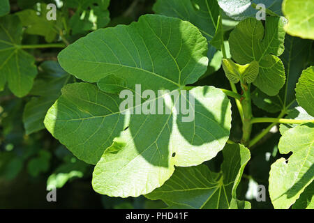 Feigenbaum (Ficus Carica) Stockfoto