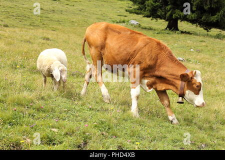 Sheap und Kuh in der Zeile Stockfoto