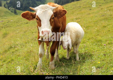 Friedship einer Kuh mit sheap Stockfoto