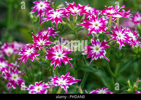 Pink Purple Phlox drummondiii 'cuspidata' Popstars Gemischte Blumen Stockfoto