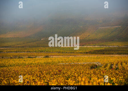 Weinberge in der nebligen Herbstmorgen, Burgund, Frankreich Stockfoto