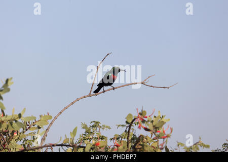 Shining Sunbird (Cinnyris habessinicus) auf einem Zweig in Ostafrika. Stockfoto