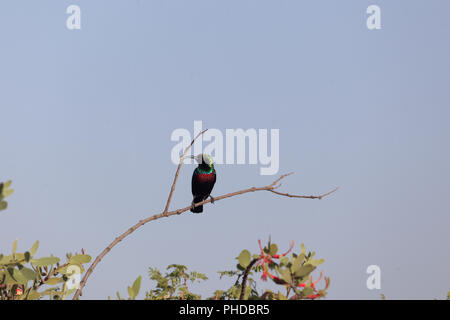 Shining Sunbird (Cinnyris habessinicus) auf einem Zweig in Ostafrika. Stockfoto