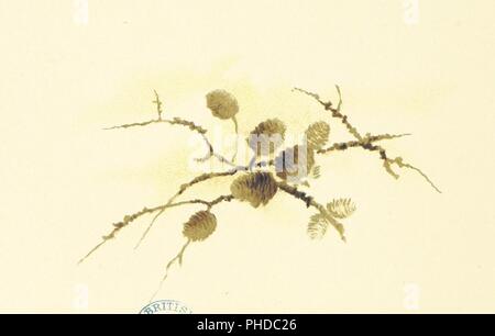 Bild von Seite 52 der "Blumen, die ich bringen und Songs, die ich singen. Gedichte von E.Fad, H. M. Burnside, A. Scanes'. Stockfoto