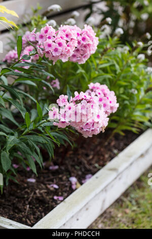 'Bright Eyes' Garten Phlox, Höstflox (Phlox paniculata) Stockfoto