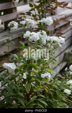 'Mia' Ruys Garten Phlox, Höstflox (Phlox paniculata) Stockfoto