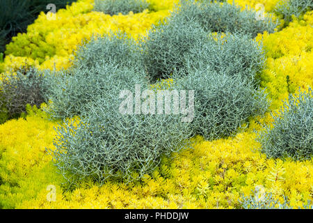 Calocephalus brownii, eine schöne, ungewöhnliche Pflanzen für Haus und Garten, wächst grau-silbrige Sträuchern durch gelbe Sedum reflexum Angelina, Stockfoto