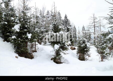Rotwild im Wald Stockfoto