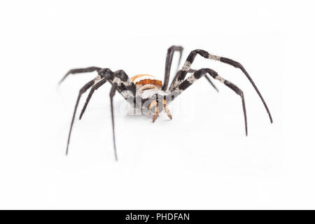 Wasp Spider auf Weiß Stockfoto