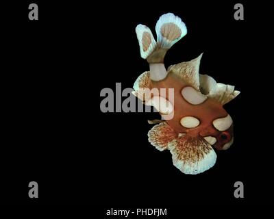 Unterwasserwelt in Sabah, Borneo Stockfoto