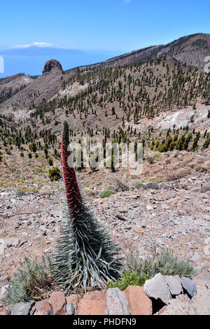 Rote tajinaste Blumen auf den Vulkan El Teide Stockfoto