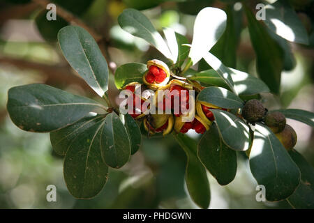 Australische Lorbeer, Japanische pittosporum, mock orange oder Japanischen cheesewood Stockfoto