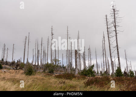Kahlen Bäume nach borkenkäfer Plage - Böhmerwald Stockfoto