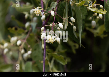 Blumen von Traveller's Freude (Clematis brachiata) Stockfoto