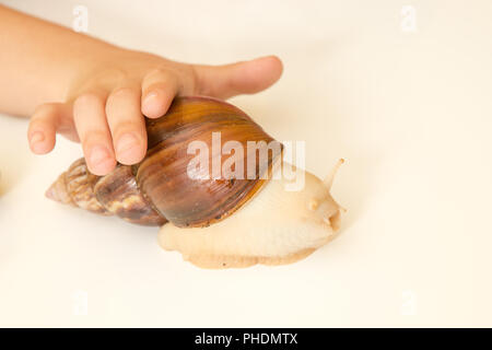 Achatina Schnecke in der Hand zu Hause, in der Nähe Stockfoto