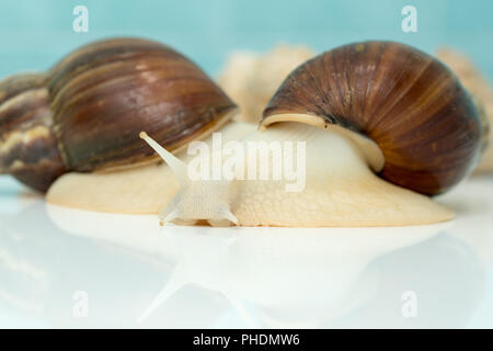 Achatschnecken Achatina ist das größte Land Weichtiere Stockfoto