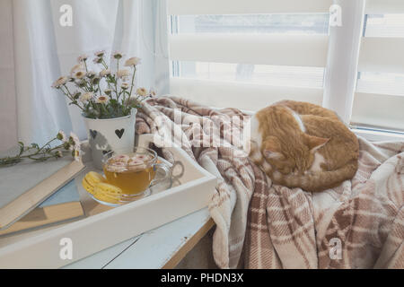 Sweet Home mit Blumen, Tee und eine Katze Stockfoto