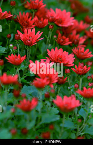 Chrysantheme Stockfoto
