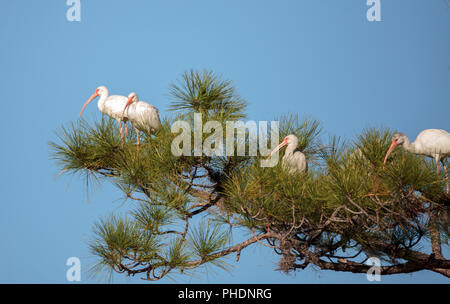 American White ibis Eudocimus Albus Vogel Stockfoto