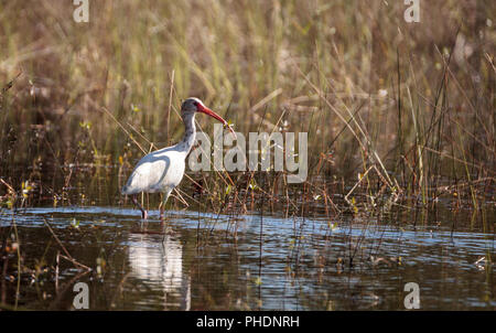 American White ibis Eudocimus Albus Vogel Stockfoto