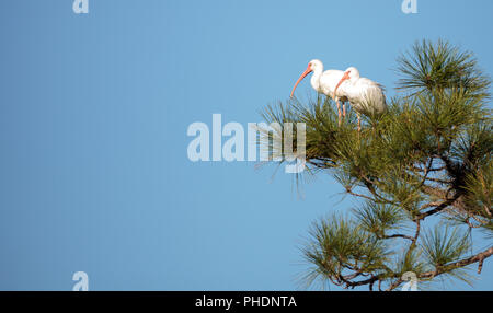 American White ibis Eudocimus Albus Vogel Stockfoto