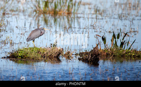 Little Blue heron Vogels Egretta caerulea Stockfoto