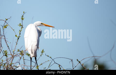 Silberreiher Vogel, Ardea alba, in einem Sumpf Stockfoto