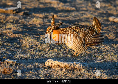 Männliche größere Prairie Huhn (Tympanuchus Cupido pinnatus) in Nebraska Stockfoto