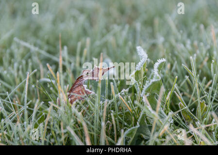 Trockene Blätter und eisigen Frost auf Löwenzahn und Gras Stockfoto