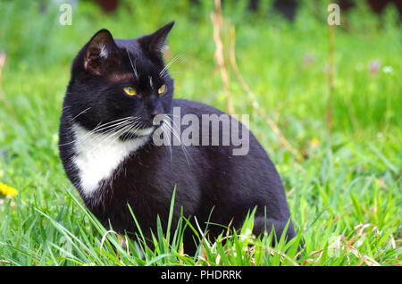 Schwarze und weiße europäische Kurzhaarkatze Stockfoto