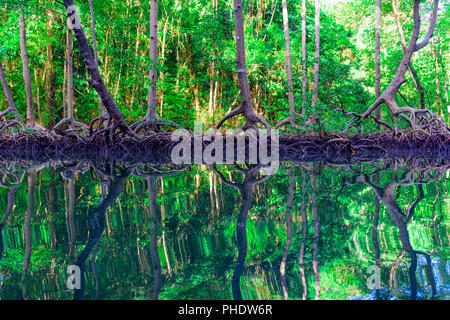 Mangrove grüne Bäume im Wasser reflektiert Stockfoto