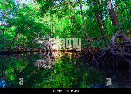 Mangrove grüne Bäume im Wasser reflektiert Stockfoto