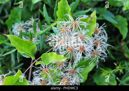 Nahaufnahme der gefiederten Saatgut von Clematis vitalba, auch als Bart Old Man's oder Traveller's Freude bekannt Stockfoto