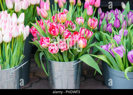 Tulpen in die Eimer Stockfoto