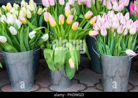 Tulpen in die Eimer Stockfoto