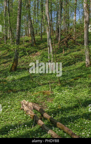 Blühenden Buschwindröschen gibt eine Feder Gefühl im Wald Stockfoto