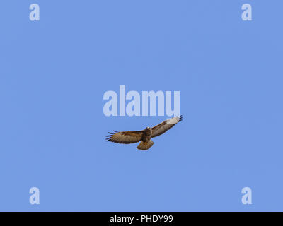Flying Mäusebussard an einem klaren blauen Himmel Stockfoto