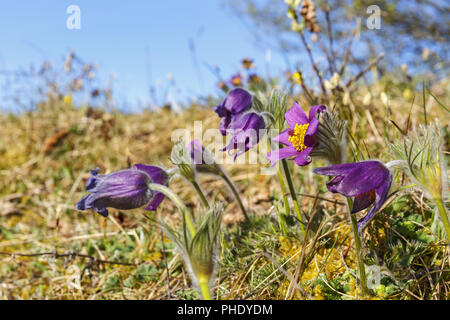 Blühende Pasque flower auf einer Wiese Stockfoto