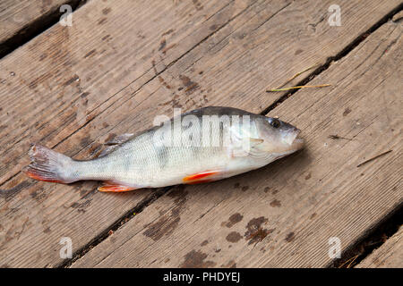 Süßwasser barsch liegen auf vintage Holz- Hintergrund. Angeln Konzept, Trophäe catch - große Süßwasser barsch Fisch gerade aus dem Wasser genommen. Stockfoto