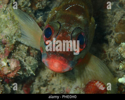 Unterwasserwelt in Sabah, Borneo Stockfoto