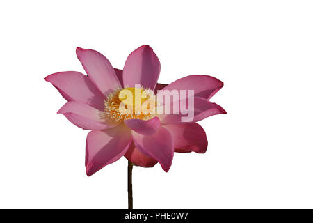 Frisches Pink Lotus petal Flower auf weißem Hintergrund. In der Nähe von schönen Pink Lotus Blumen isoliert blüht mit Kopie Raum Stockfoto